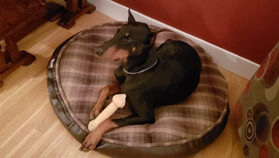 Doberman on His Bed in an Apartment