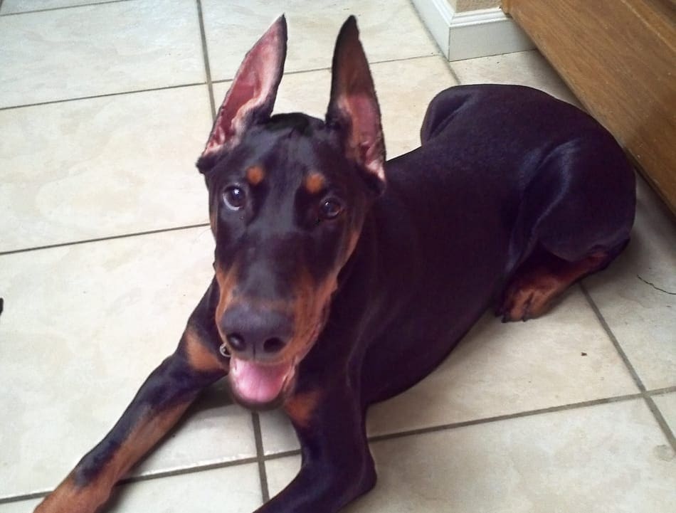 Cooper the Doberman puppy with newly cropped ears.