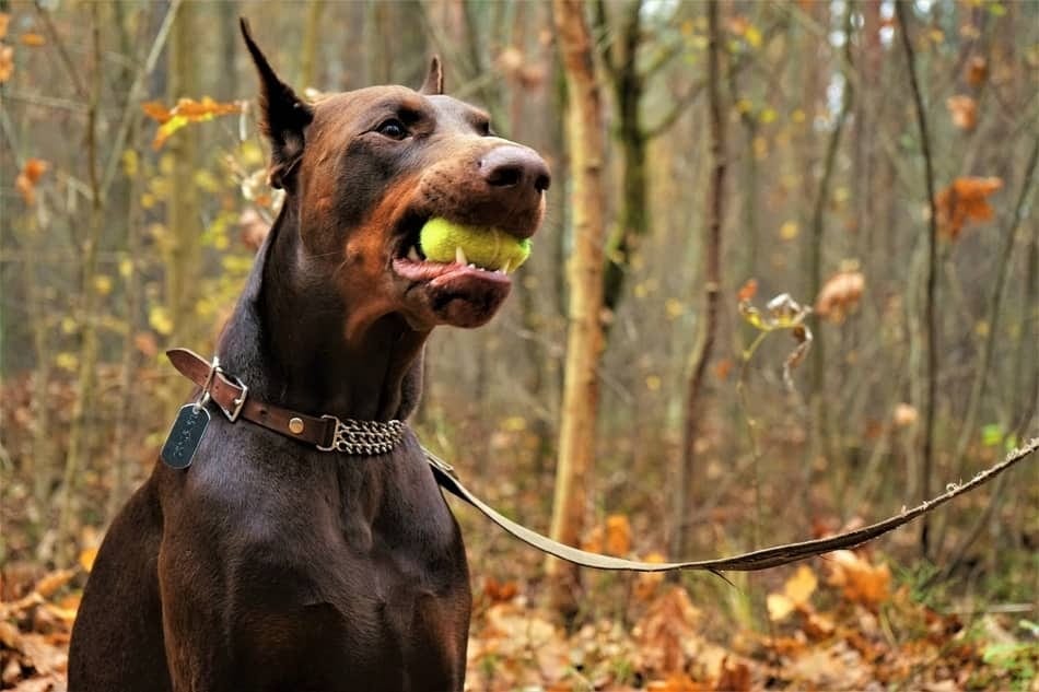 Doberman Biting a Tennis Ball Hard