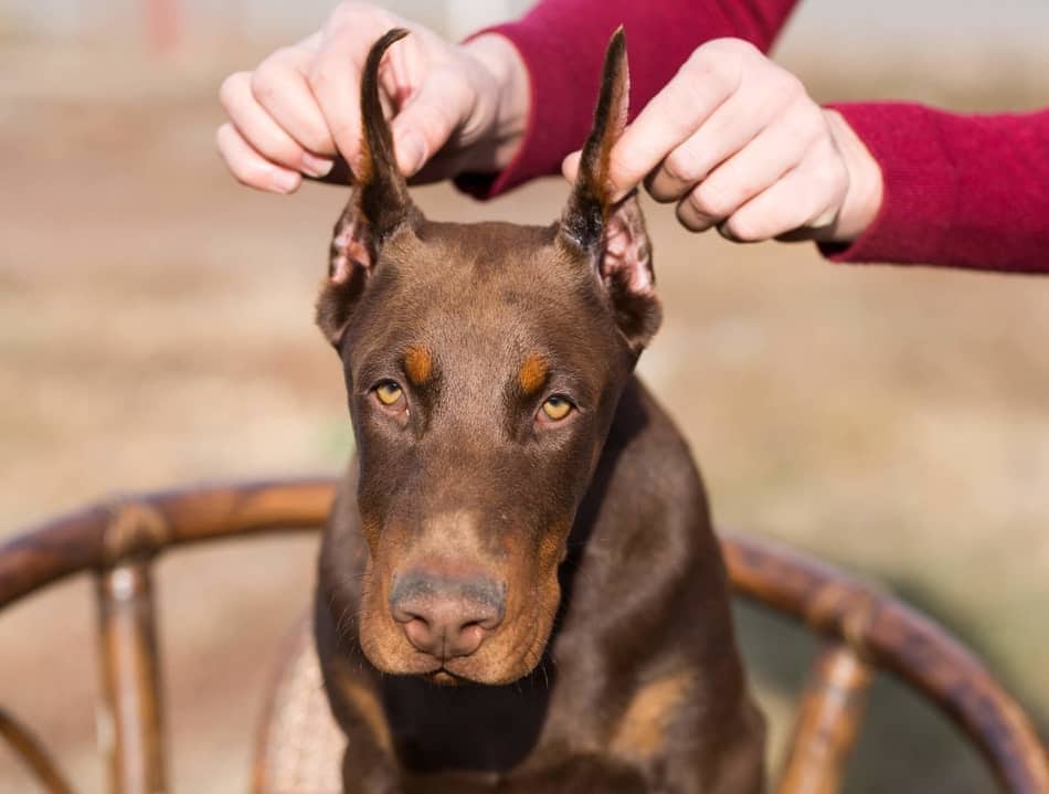 A Doberman with newly cropped ears.