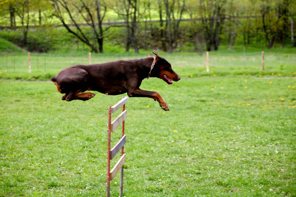 Doberman leaping over a hurdle.