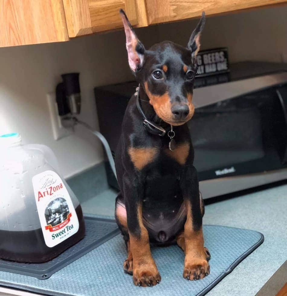 Doberman puppy sitting on the counter.