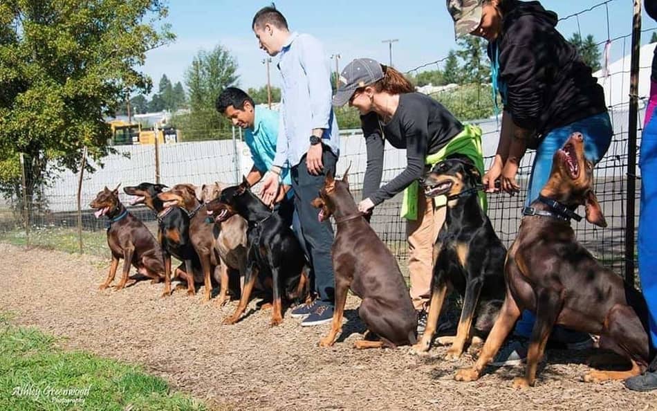 Doberman Pinschers lined up for a race.