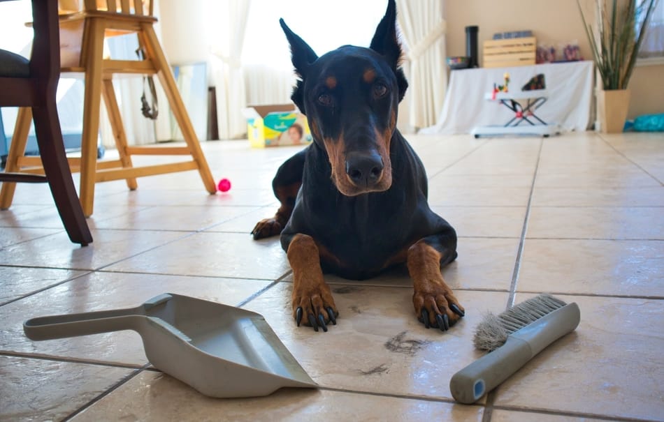 Doberman in front of a pile of his own hair.