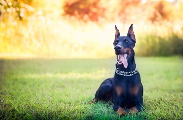 Can Dobermans Live Outside? Doberman