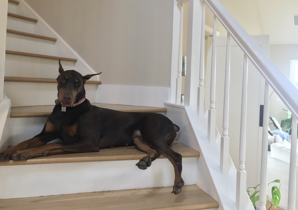 Doberman Watching the Home While the Owner is Gone