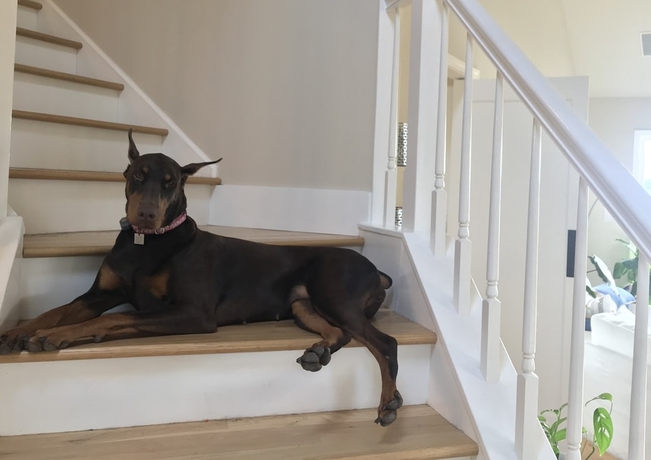 How Long Can You Leave A Doberman Home Alone? - Doberman Planet