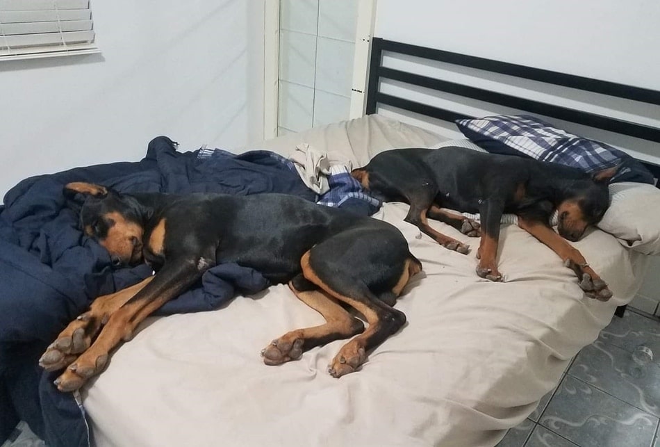 Dobermans Sleeping on the Bed