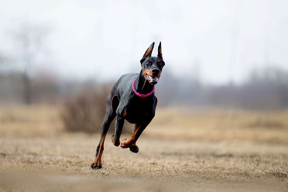 A Doberman Pinscher at a full sprint.