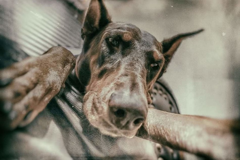 Doberman on the couch.