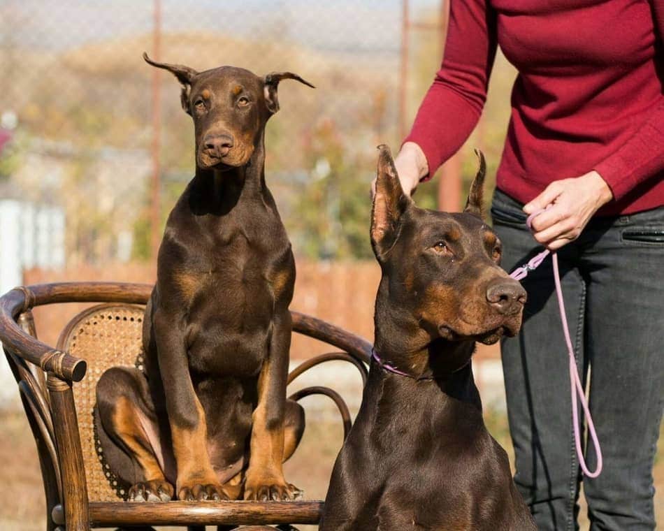 Two Generations of Dobermans Together