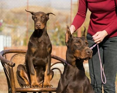 What’s the Actual Lifespan of a Doberman Pinscher? – Doberman Planet