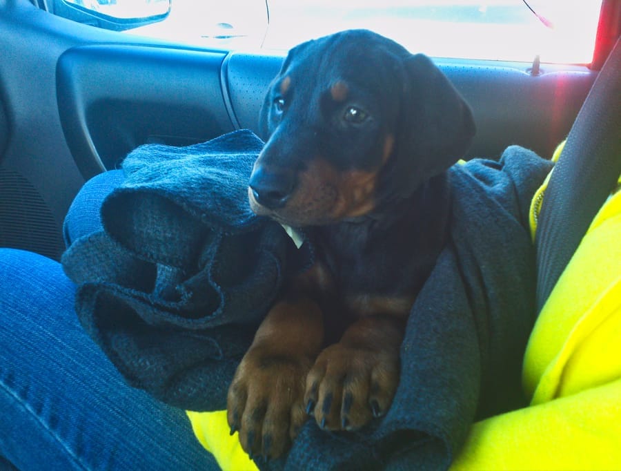 Our new Doberman Puppy's first ride home.
