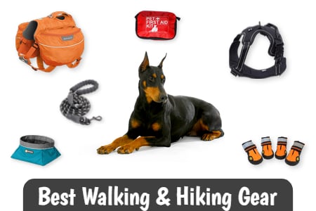 Best Walking and Hiking Gear for Dobermans