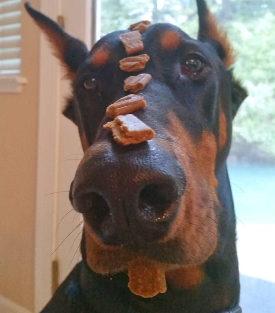 Treats balanced on a Doberman's head.