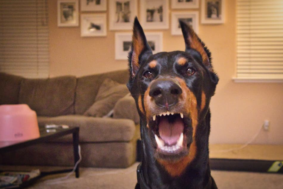 A Doberman Pinscher barking at the camera.