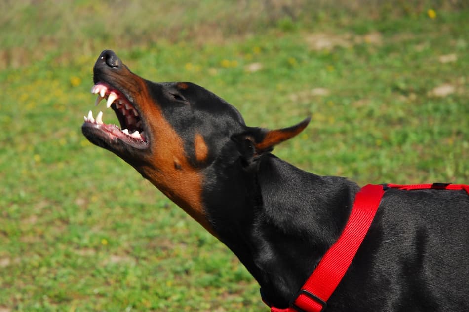 Doberman barking to alert others.