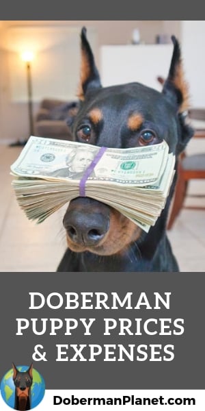 russian dobermann puppies for sale