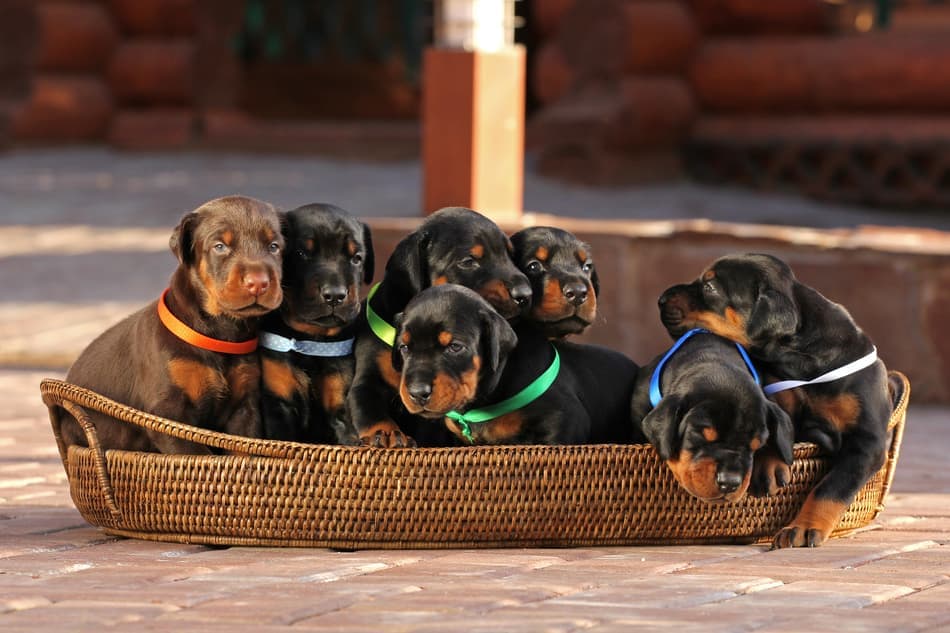 A litter of Doberman Pinscher puppies for sale.