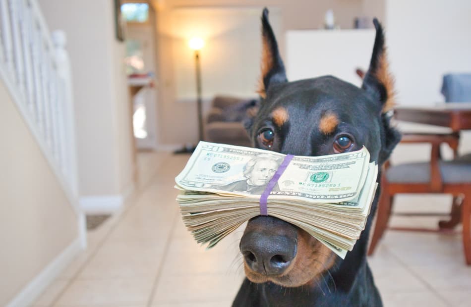 how much does it cost to show a dog