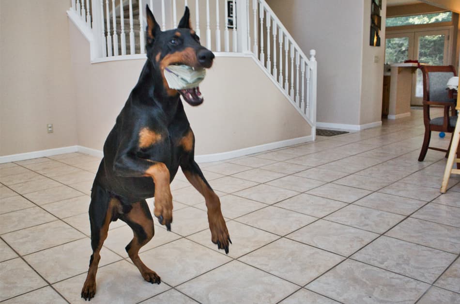 Doberman Eating Cash