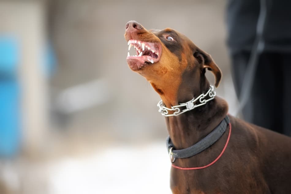 doberman pinscher snarling