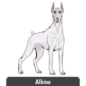 Albino Doberman