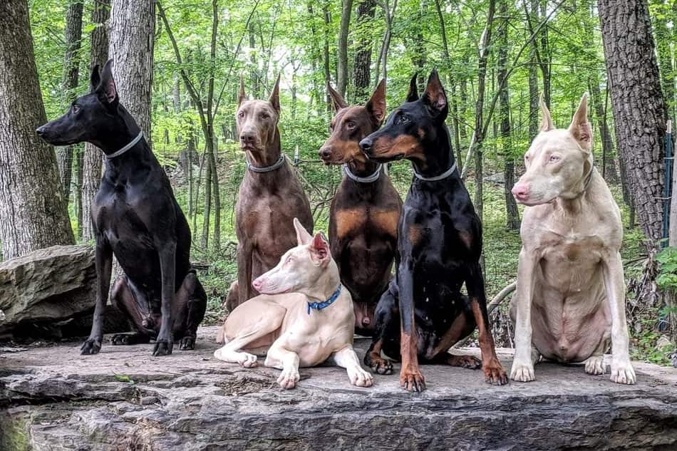 grey doberman puppies