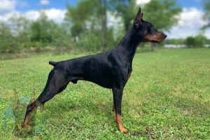 Profile view of an American Doberman.