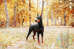 An American Doberman alone in the woods.