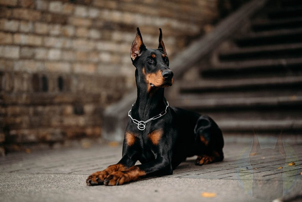 An American Doberman with cropped ears sitting down.