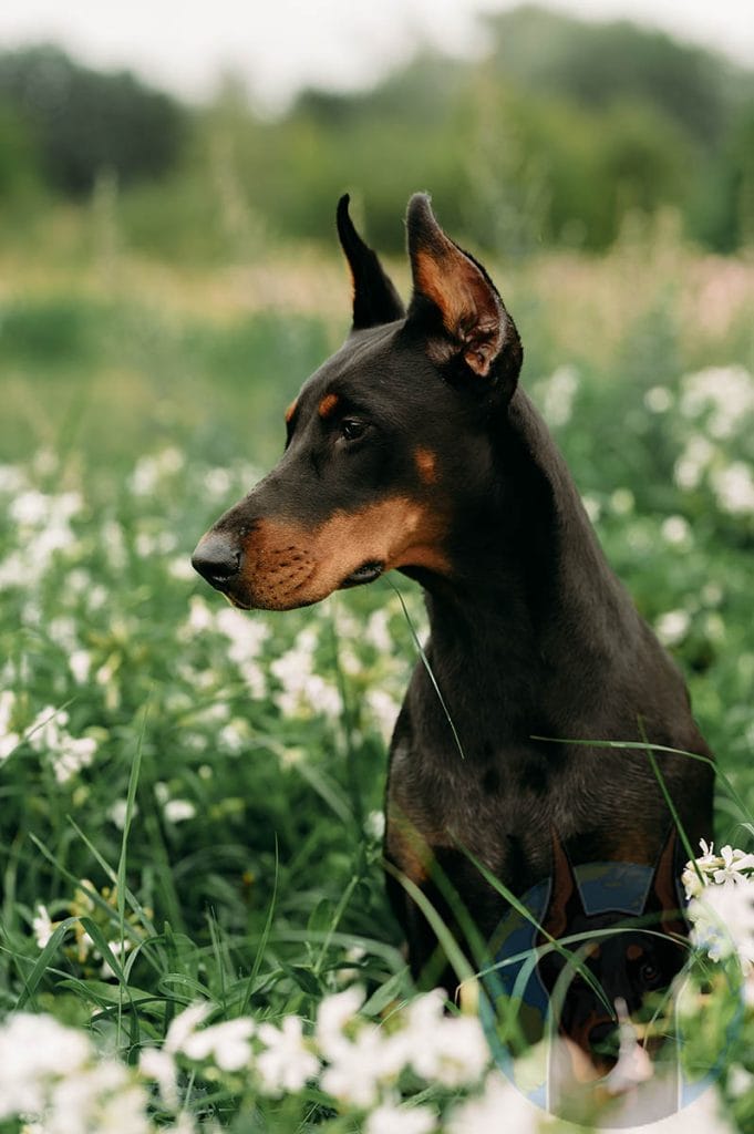 An American Doberman with cropped ears.