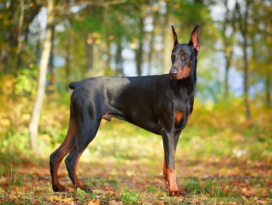 silver doberman pinscher