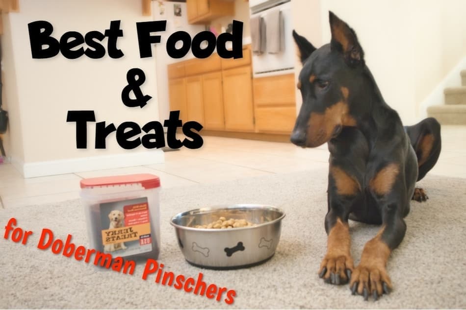 Best Dog Food For Dobermans Avoid Health Problems With A Good Diet Herepup