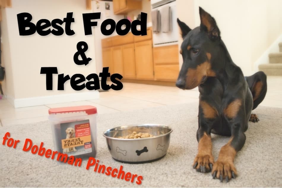 doberman raw food diet