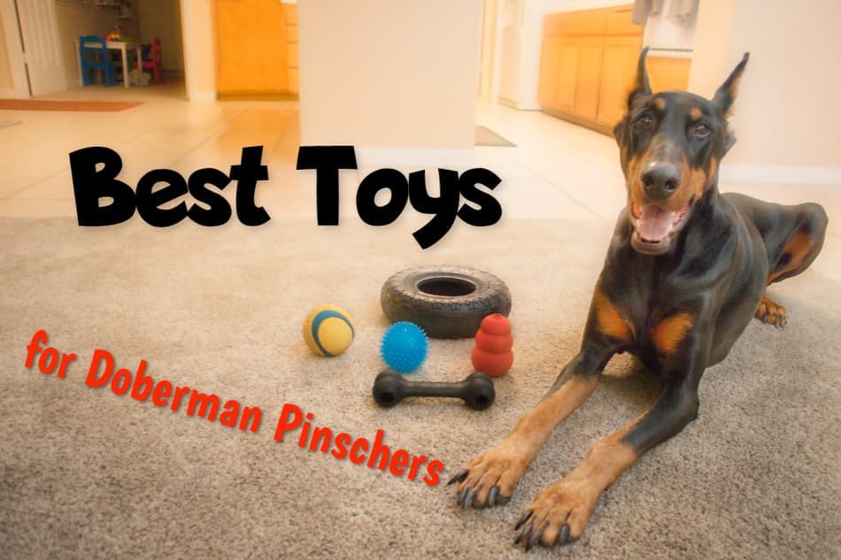 Best Toys for Doberman Pinschers