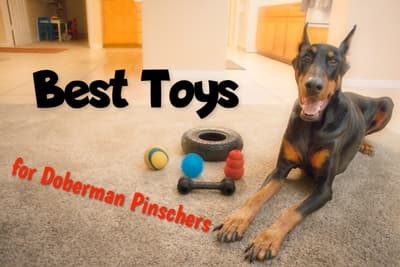 Beste speelgoed voor Doberman Pinschers