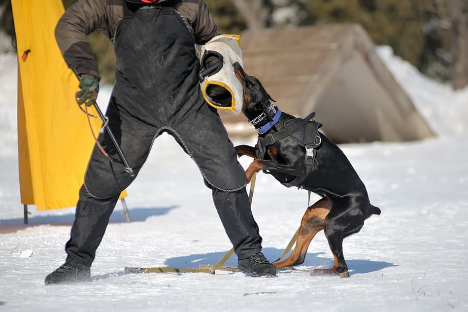 aggressive doberman puppy