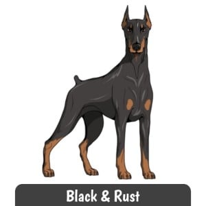 Black and Rust Doberman