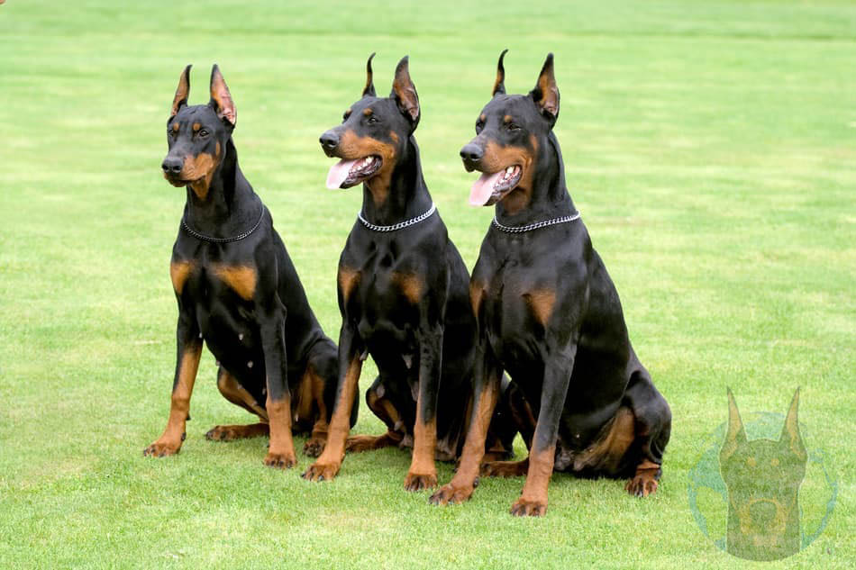 Three black and rust Dobermans sitting together with cropped ears.