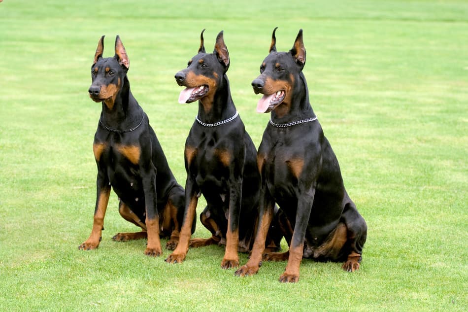 silver doberman pinscher