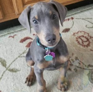 Blue and rust Doberman puppy.