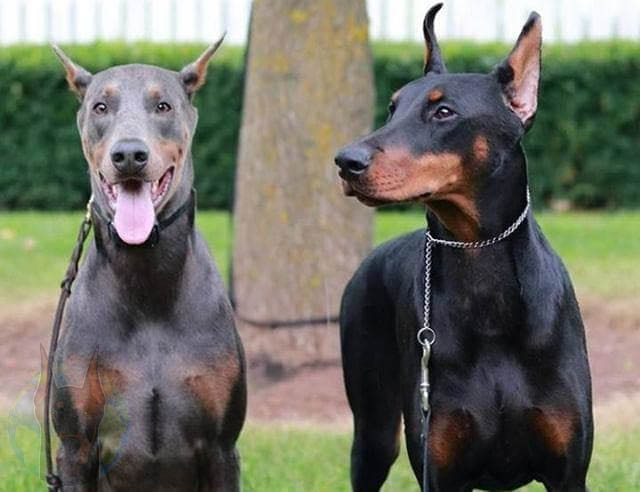 Blue and Rust Doberman adult next to a black and rust Doberman adult for comparison.