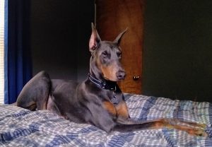 Adult blue (gray) Doberman.