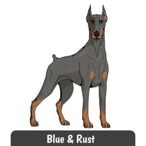 rare doberman