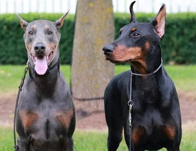 grey doberman puppies