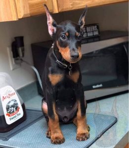 Black and rust colored Doberman puppy.