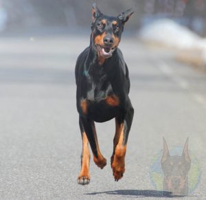 Black and rust (standard) colored Doberman in full sprint.