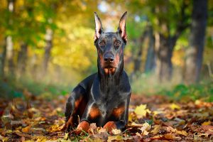 European Doberman lying down in the leaves.