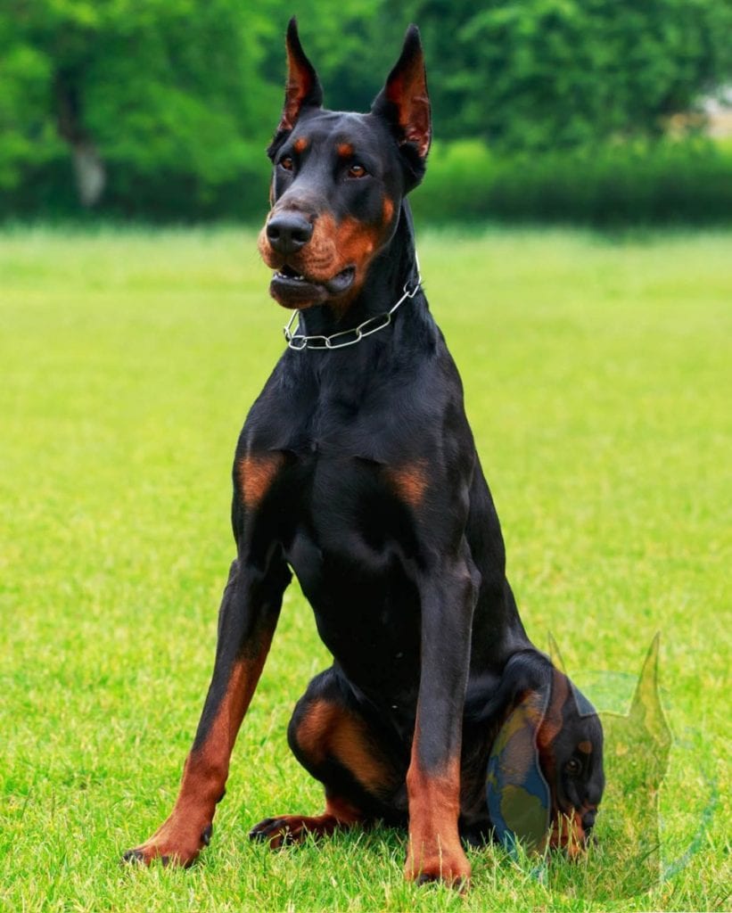 Large European Doberman with cropped ears.